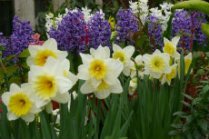01-One of the true joys of gardening-230x153 01-One of the true joys of gardening-230x153
